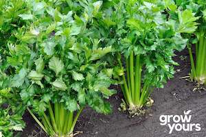 Vegetable Seeds: Celery ‘Tendercrisp’