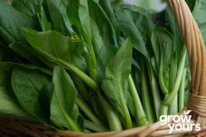 Vegetable Seeds: Yu Choy Sum ‘Jung Green’