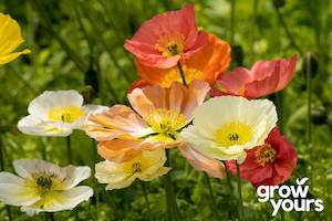 Spring Sowing: Poppy 'Iceland Finest Mix'