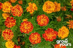 Marigold 'Petite Mix'