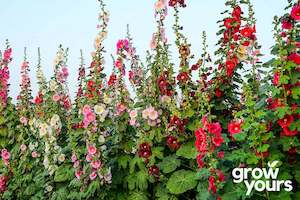 Hollyhock 'Summer Carnival Mix'