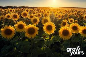 Sunflower 'Paddock Mix'