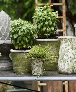 Evergreen Planter Pot