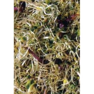 Vita Plus Sprouting Blend (organic) - 500g or 1kg