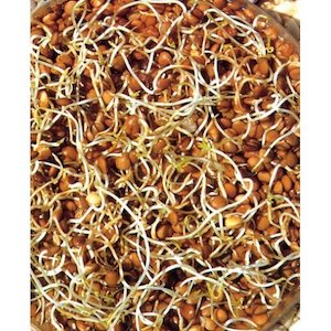 Sprouting Lentil Seeds (Organic) - 100g, 500g or 1kg