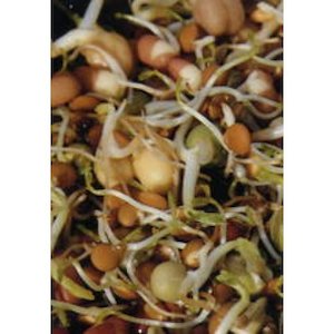 Stir Fry Sprouting Combo (organic) - 500g or 1kg