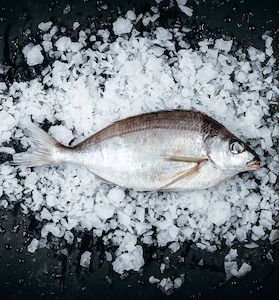 Seafood processing (other than on vessels): Tarakihi Whole Fresh