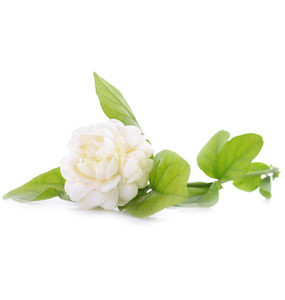 Arabian Jasmine Essential Oil