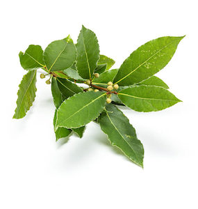 Bay Laurel Essential Oil