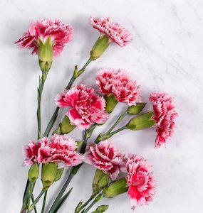 Carnation Essential Oil