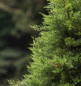 Detergent: Cedarwood Essential Oil