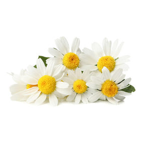 Chamomile German Essential Oil