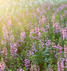 Detergent: Clary Sage Essential Oil