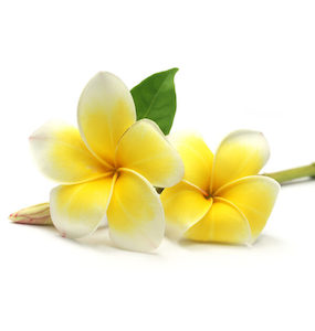 Frangipani Essential Oil