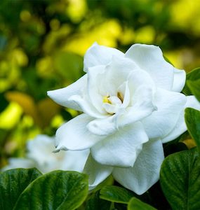 Detergent: Gardenia Essential Oil