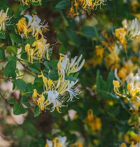 Honeysuckle Essential Oil