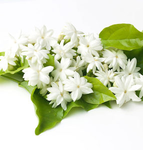 Jasmine Essential Oil