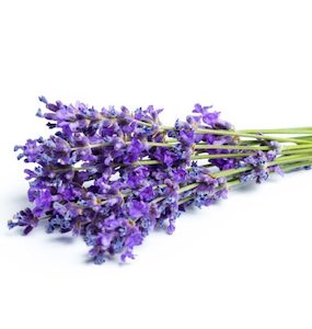 Lavender Essential Oil