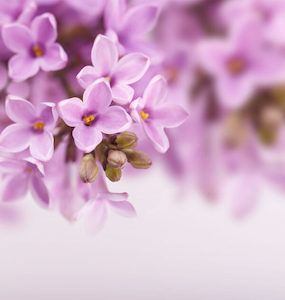 Detergent: Lilac Essential Oil