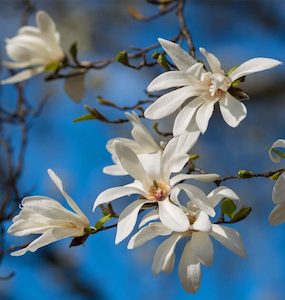 Detergent: Magnolia Essential Oil