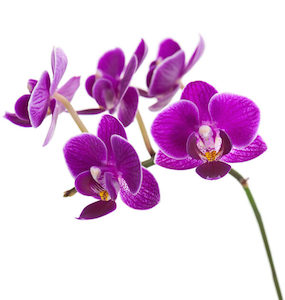 Orchid Essential Oil