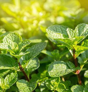 Detergent: Peppermint Essential Oil