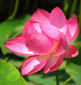 Pink Lotus Essential Oil