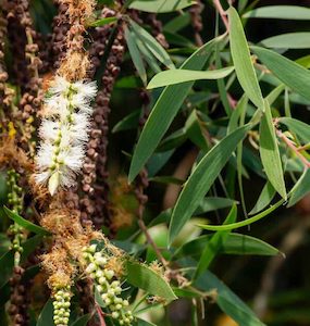 Detergent: Pure Eucalyptus Oil