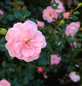 Detergent: Rose Essential Oil