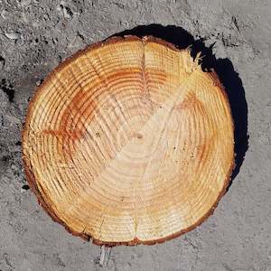 Firewood: Douglas Fir