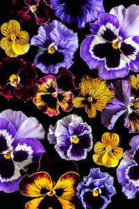 Pansy Ensemble