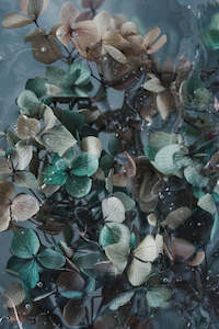 Atlantis Series - Submerged Hydrangea