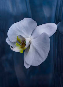 Commercial photography: Atlantis Series - Falling Orchid