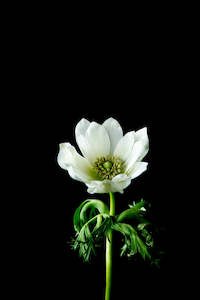 Renaissance series - White Anemone