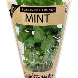 Mint Living Herb