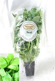 Basil Living Herb