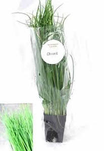 Chives Living Herbs