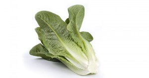 Cos Lettuce