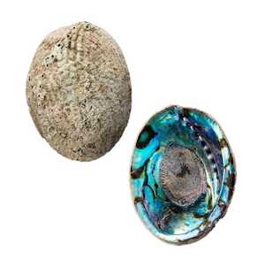 Paua Shell Smudge Bowl