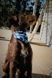 Bandana (Various fabrics) hippy-hound