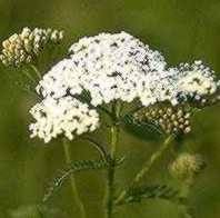 closeup-yarrow