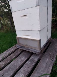 Bee Health: Robbing screen - Hive World