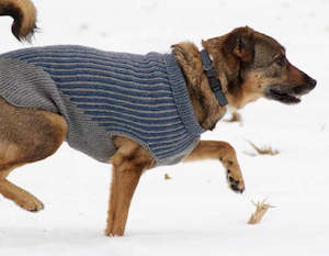 Yarn: Bird Island Dog Sweater - Woolstok Printed Pattern