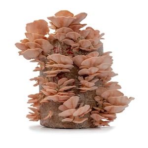 Pink Oyster Mushroom Grow Kit