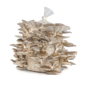 Grey Oyster Mushroom Grow Kits