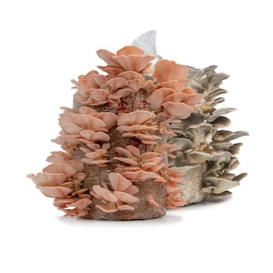 Mushroom growing: Family pack: Pink+Grey (2x5kg kits)