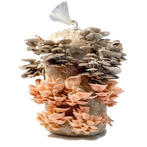 Mushroom growing: 5kg Pink & Grey Combo