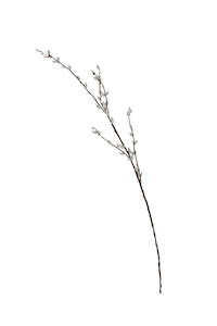 Pussy Willow Branch