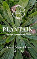 Clothing: Plantain Foraging Guide ~ pdf download