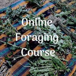 Clothing: Foraging for Wild Edible Plants ~ Online Video Foraging Course